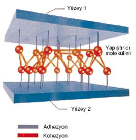 YAPIŞTIRMA TEKNOLOJİSİ, adhezyon,kohezyon